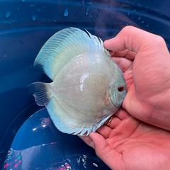 Pack of 3 - Blue Diamond Discus 4"
