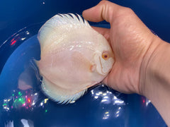 Albino Platinum Discus 4”