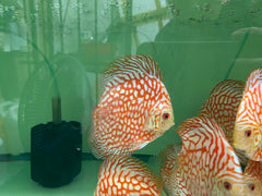 Pack of 3 - Red Checkerboard Discus 4"