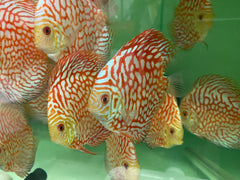 Pack of 4 - Red Checkerboard Discus 4"