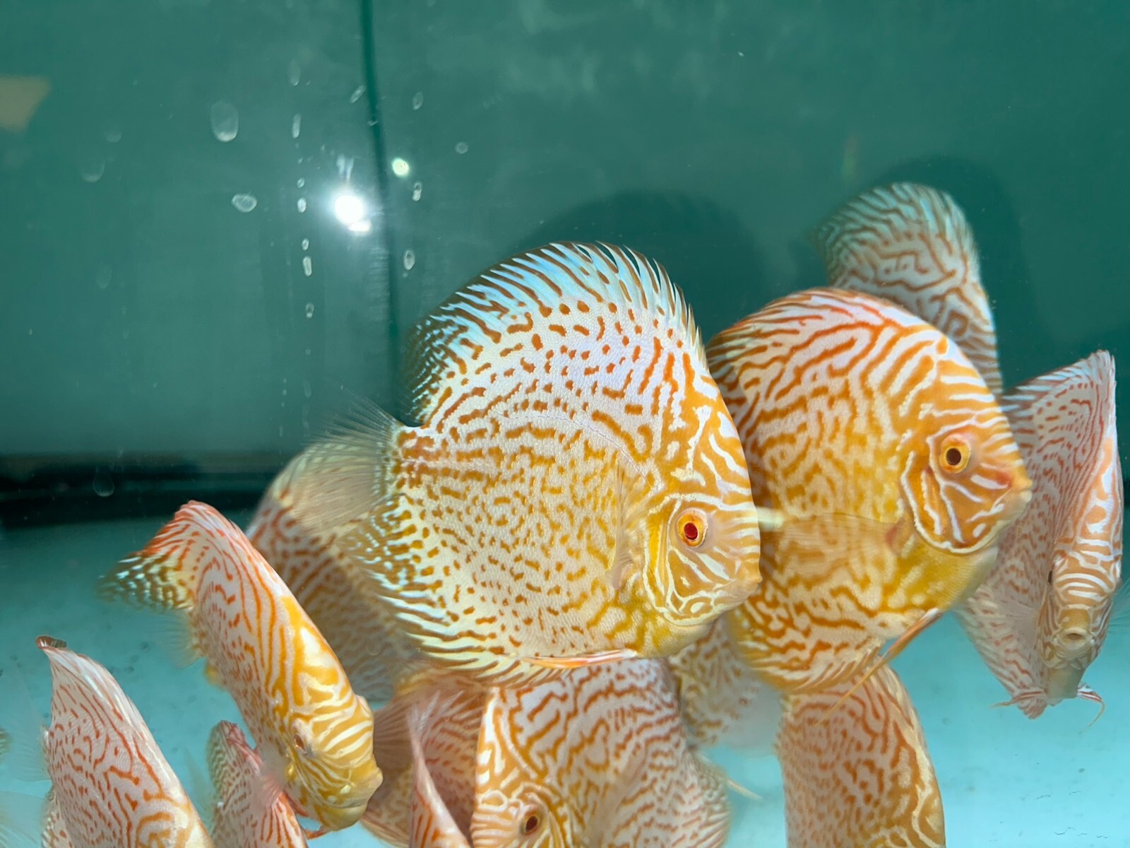 Albino Golden Leopard 5"