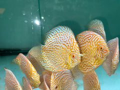 Albino Golden Leopard 5"