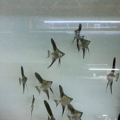 Pack of 6 - Bulgarian Green Angelfish - 1inch Body Size