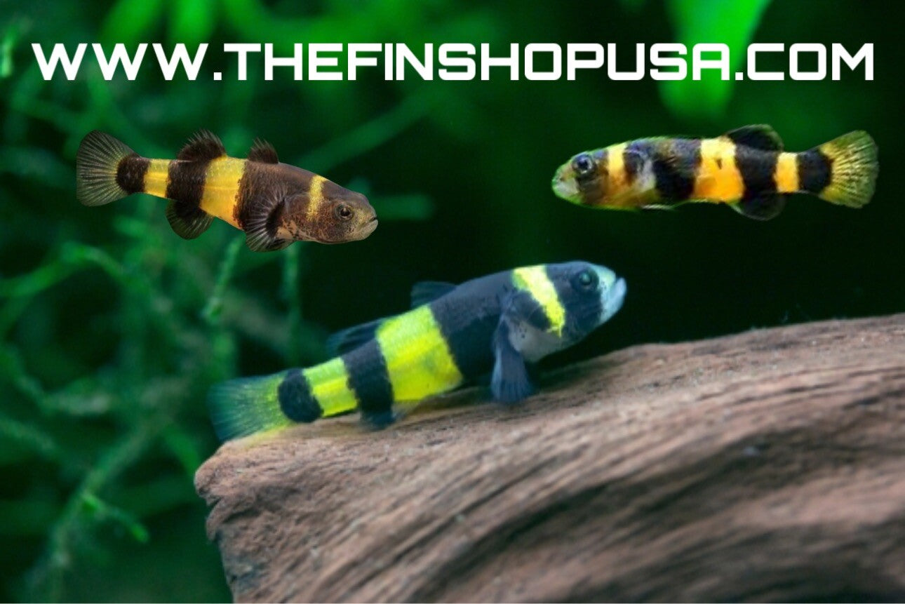 PACK OF 10 - BUMBLEBEE GOBY - BRACHYGOBIUS XANTHOZONUS