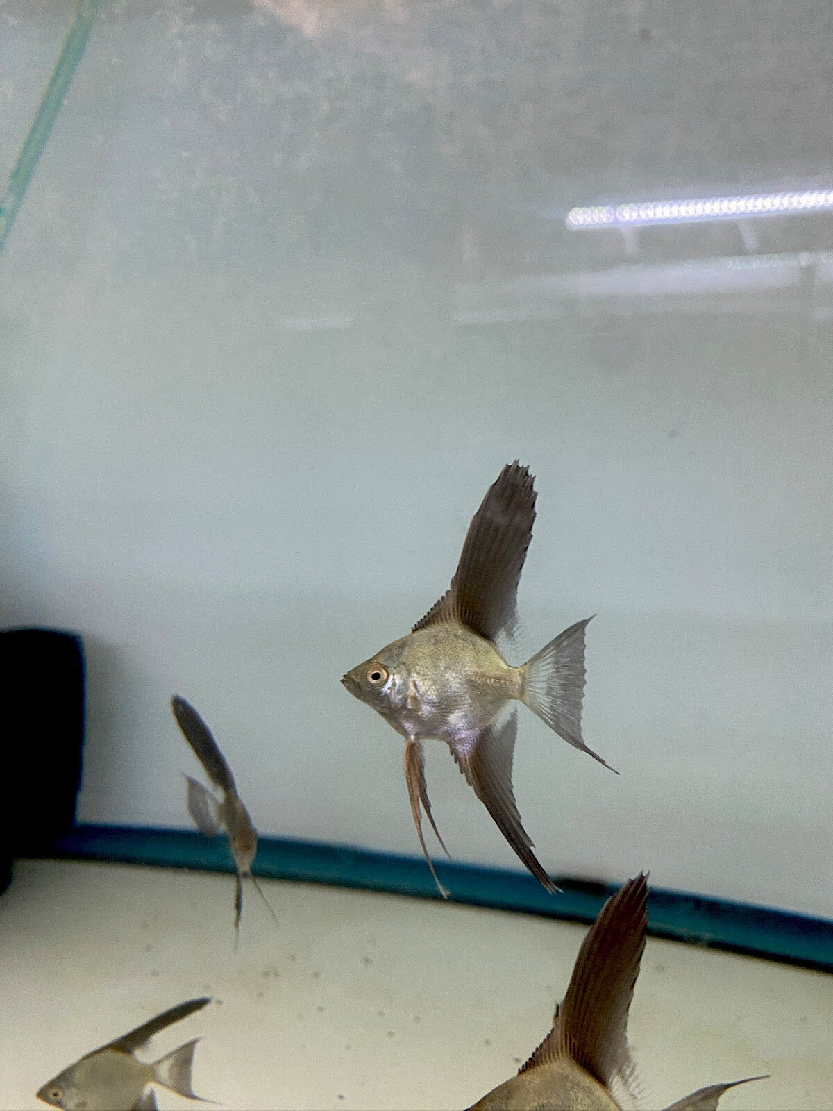 Pack of 6 - Bulgarian Green Angelfish - 1inch Body Size