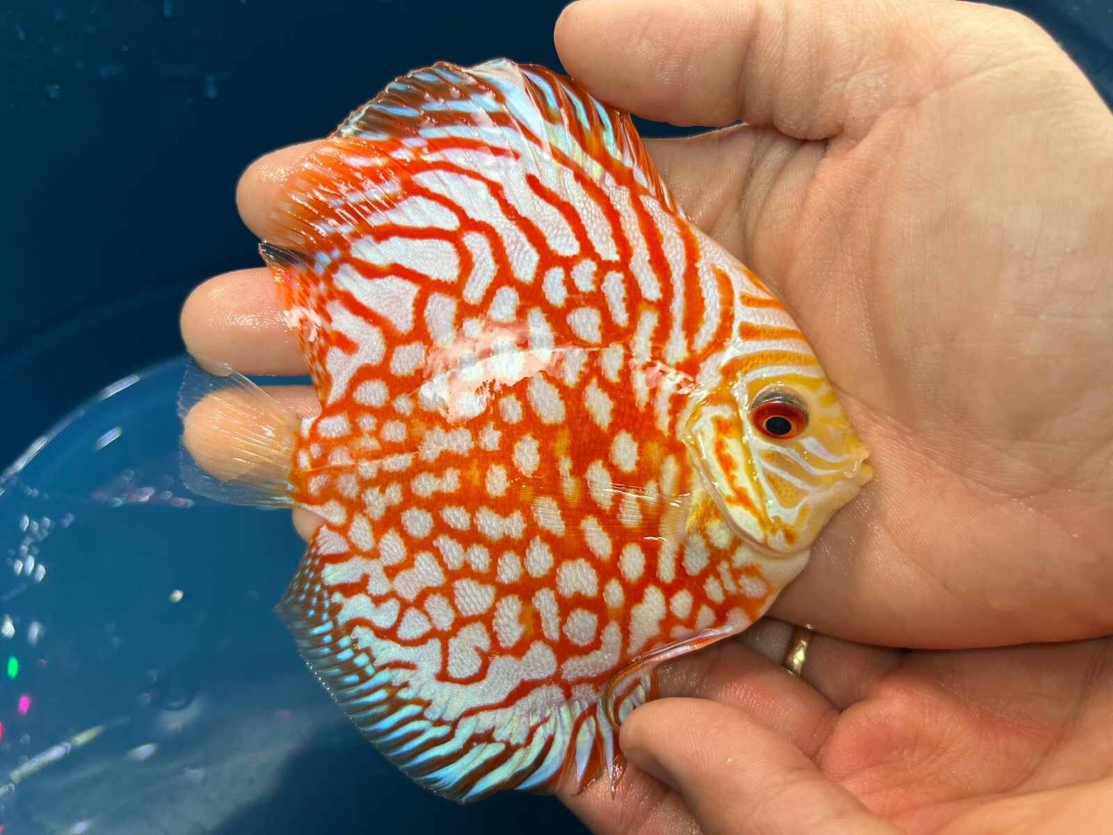 Pack of 4 - Red Checkerboard Discus 4"