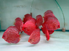 Red Checkerboard Discus - 5-6"