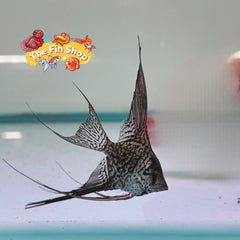 Pack of 3 - Longfin Leopard Angelfish - 1inch + Body Size