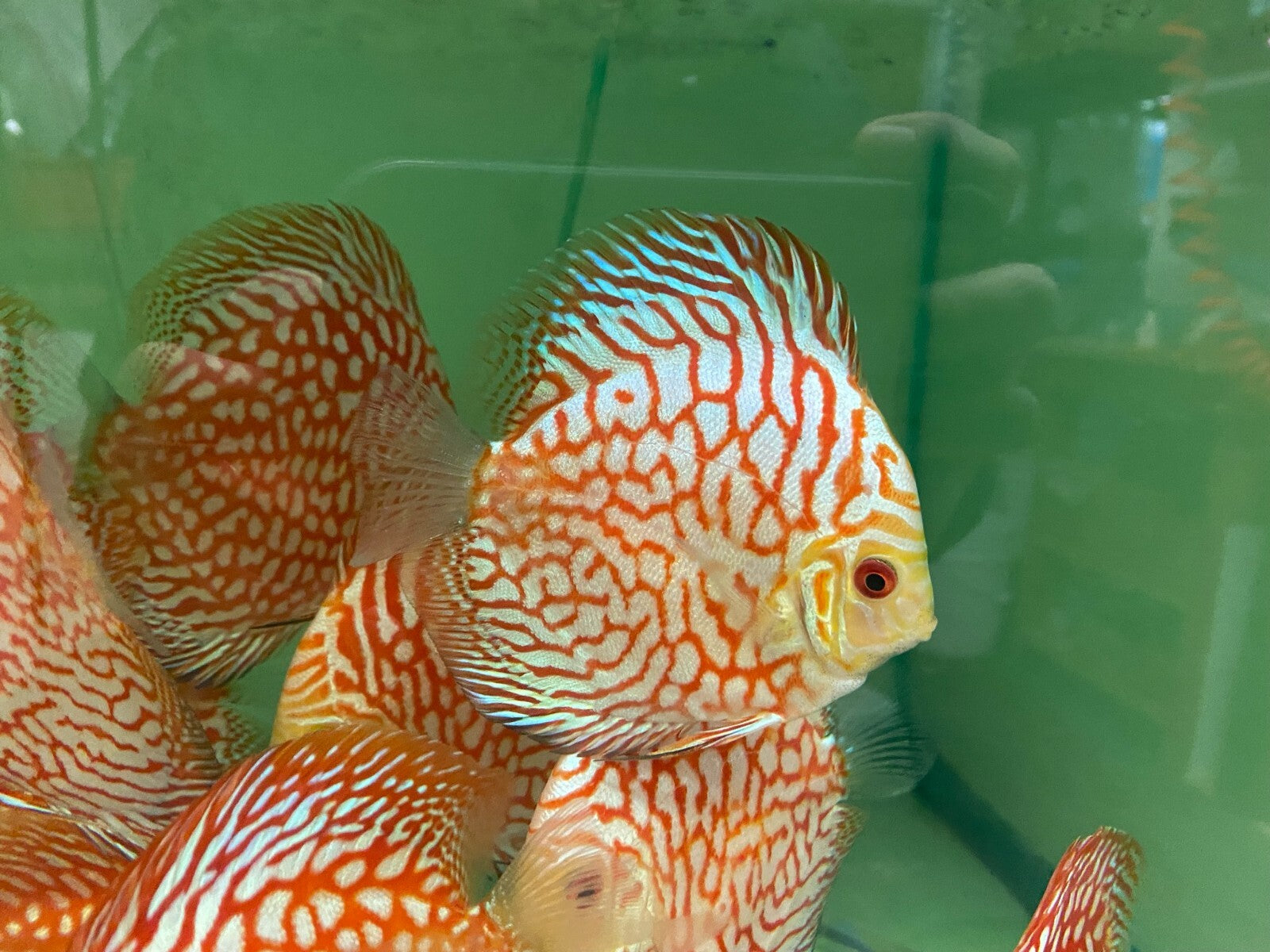 Pack of 3 - Red Checkerboard Discus 4"