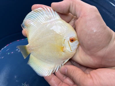 Albino Platinum Discus 4”