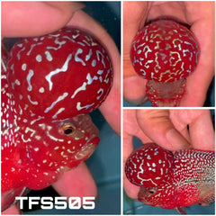 4” Two Tone F3 Flowerhorn-TFS505