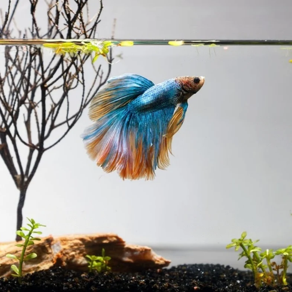 Betta