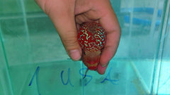 4” Two Tone F3 Flowerhorn-NL01