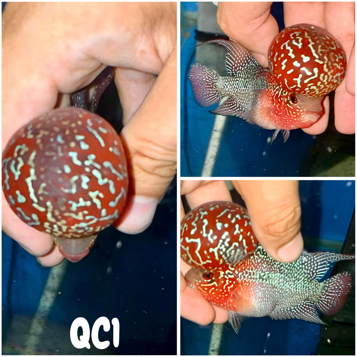 Flowerhorn - 4 inches - Super Red Dragon #QC1