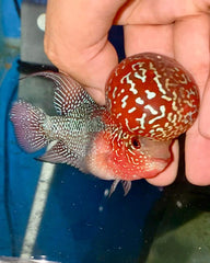 Flowerhorn - 4 inches - Super Red Dragon #QC1