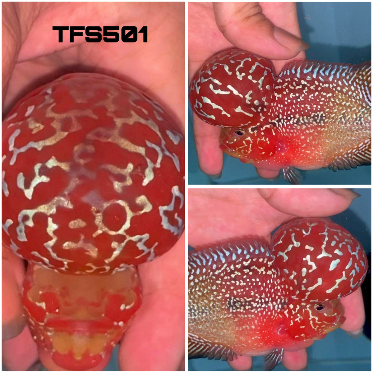 4” Two Tone F3 Flowerhorn-TFS501