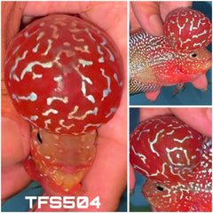 4” Two Tone F3 Flowerhorn-TFS504