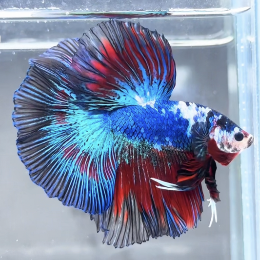 Halfmoon Betta Fish (Male) – Multicolor – Choose Your Exact Fish (WYSIWYG) – Set #3