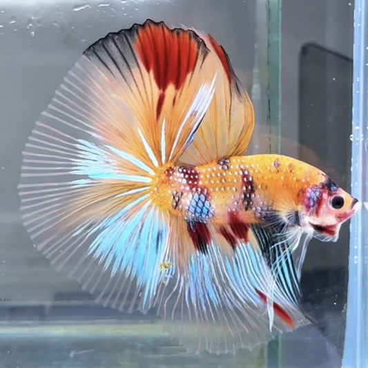 Halfmoon Betta Fish (Male) – Multicolor – Choose Your Exact Fish (WYSIWYG) – Set #4