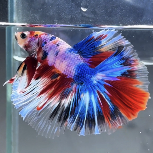 Halfmoon Betta Fish (Male) – Multicolor – Choose Your Exact Fish (WYSIWYG) – Set #1
