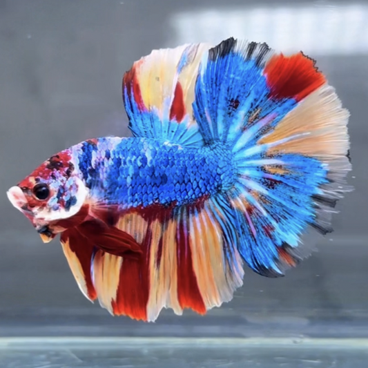 Halfmoon Betta Fish (Male) – Multicolor – Choose Your Exact Fish (WYSIWYG) – Set #2
