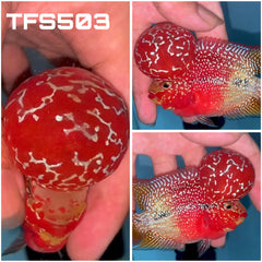 4” Two Tone F3 Flowerhorn-TFS503