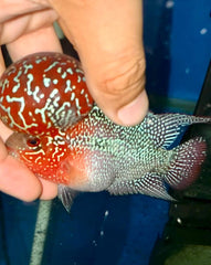 Flowerhorn - 4 inches - Super Red Dragon #QC1