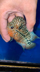 4” Kamfa F3 Flowerhorn-MS2