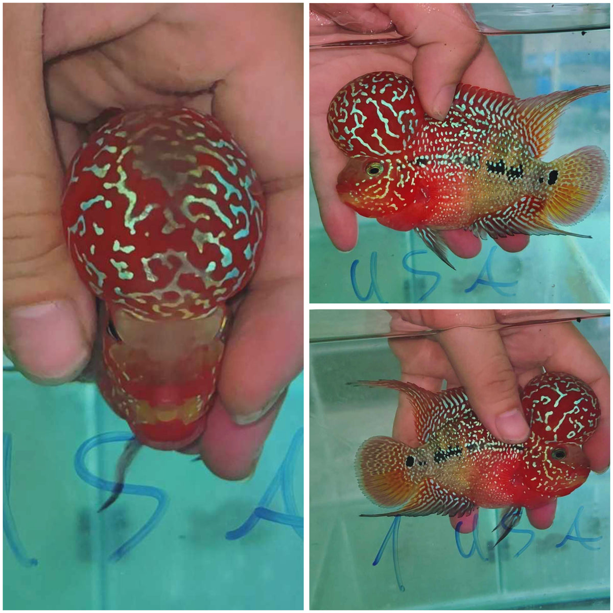 4” Two Tone F3 Flowerhorn-NL01