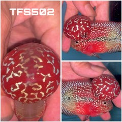 4” Two Tone F3 Flowerhorn-TFS502