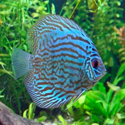 Blue Turquoise Discus