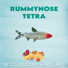 Rummy Nose Tetra