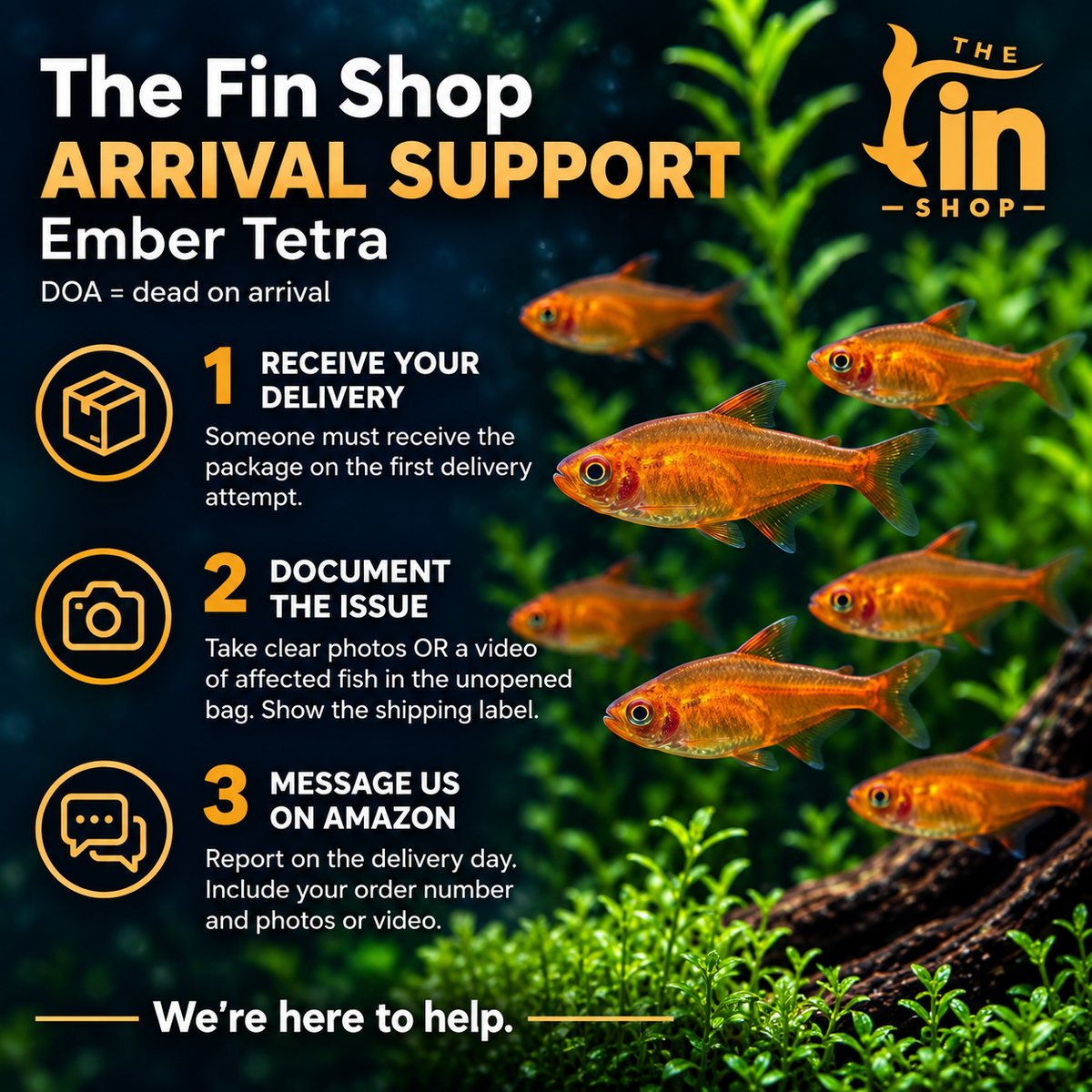 Ember Tetra - Live Freshwater Aquarium Fish
