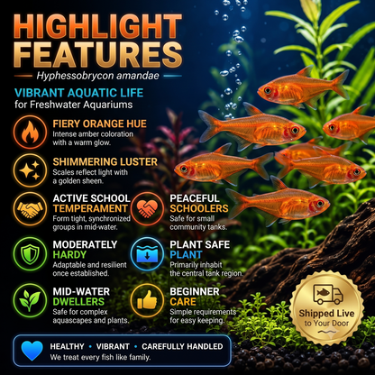 Ember Tetra - Live Freshwater Aquarium Fish