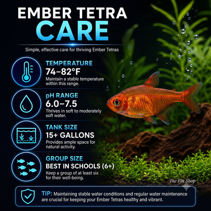 Ember Tetra - Live Freshwater Aquarium Fish