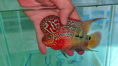 4” Two Tone F3 Flowerhorn-NL01