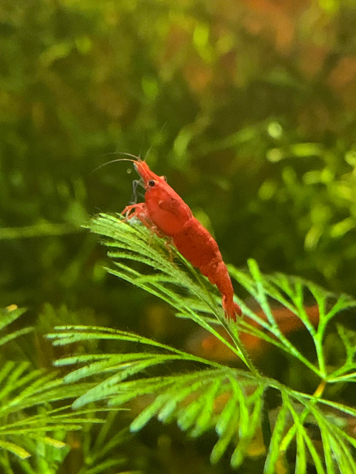 Fire Red Shrimp