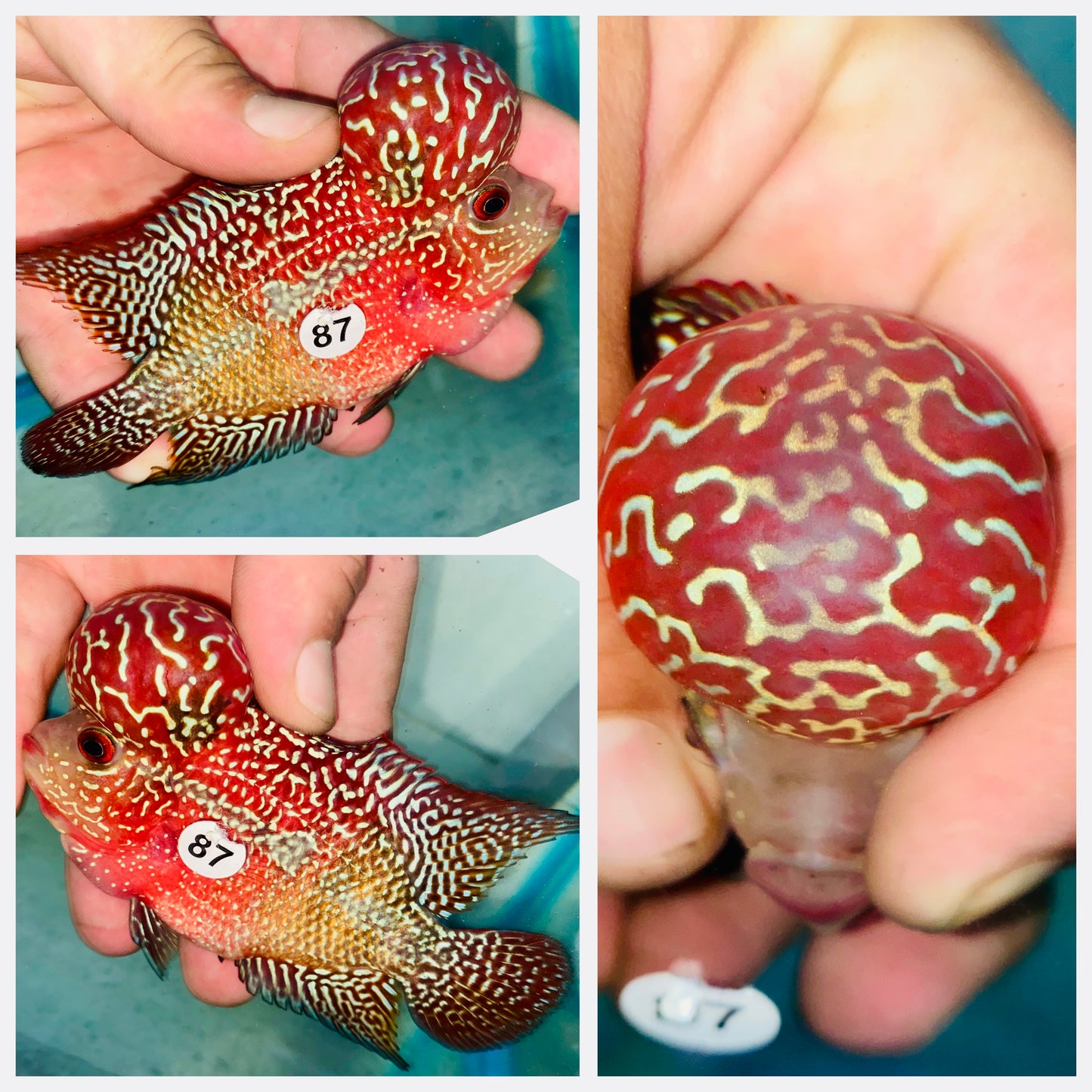 Flowerhorn Kamfa F3 # 87