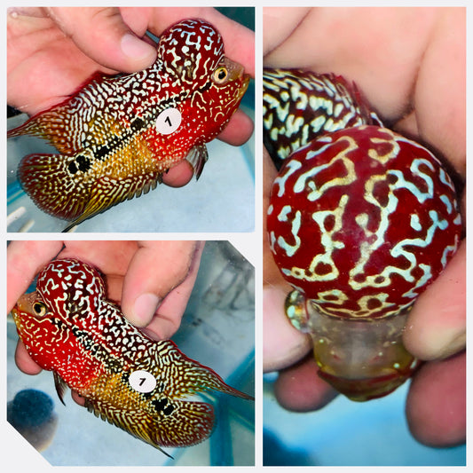 Flowerhorn Kamfa F3 # 01