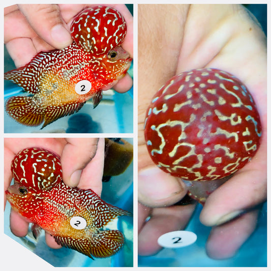 Flowerhorn Kamfa F3 # 02