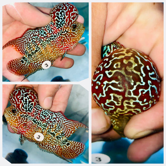 Flowerhorn Kamfa F3 # 03