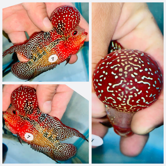 Flowerhorn Kamfa F3 # 07