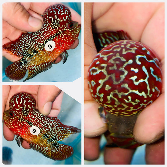 Flowerhorn Kamfa F3 # 09