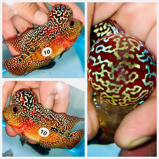 Flowerhorn Kamfa F3 # 10