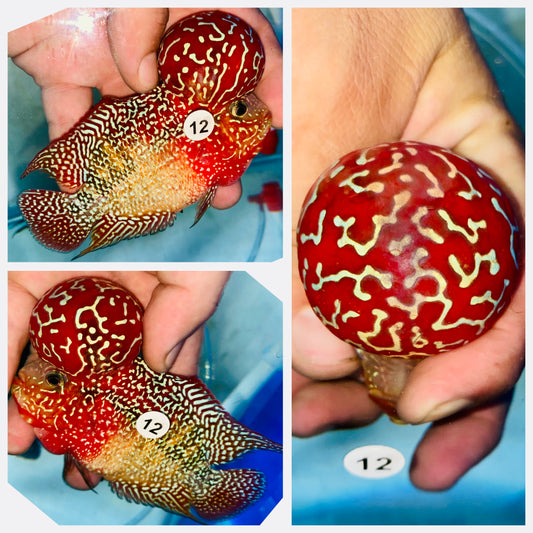 Flowerhorn Kamfa F3 # 12