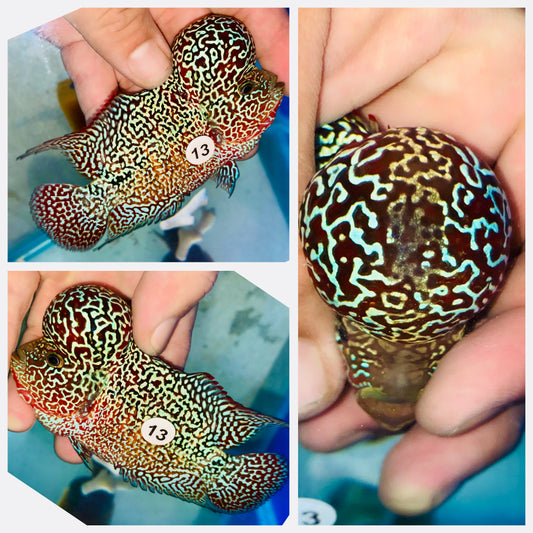 Flowerhorn Kamfa F3 # 13