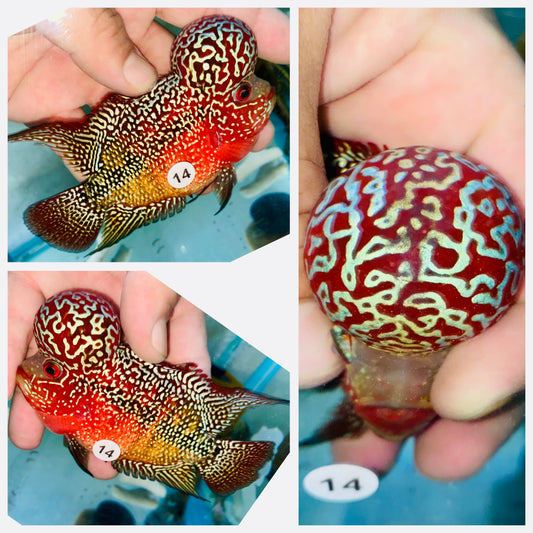 Flowerhorn Kamfa F3 # 14