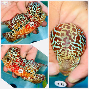 Flowerhorn Kamfa F3 - 16