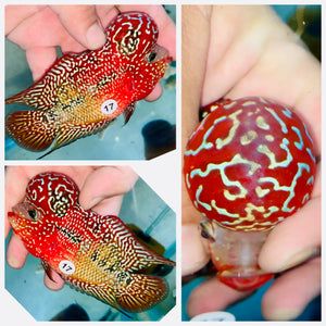 Flowerhorn Kamfa F3 - 17
