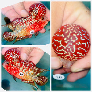 Flowerhorn Kamfa F3 - 18